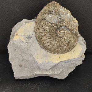 Amaltheus Jurrassic inférieur (Toarcien Rivière sur Tarn, France) Bloc 12,5 x 12,5 cm 100€