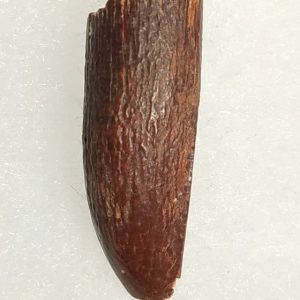 Titanosaurus garasbe Crétacé supérieur 2,6x0,8 140€.jpg