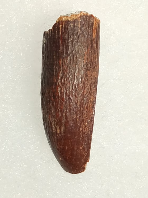 Titanosaurus garasbe Crétacé supérieur 2,6x0,8 140€.jpg