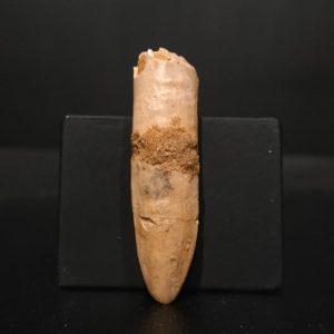 Dent Titanosaurus garasbe 5x1,2 140€ 2.jpg