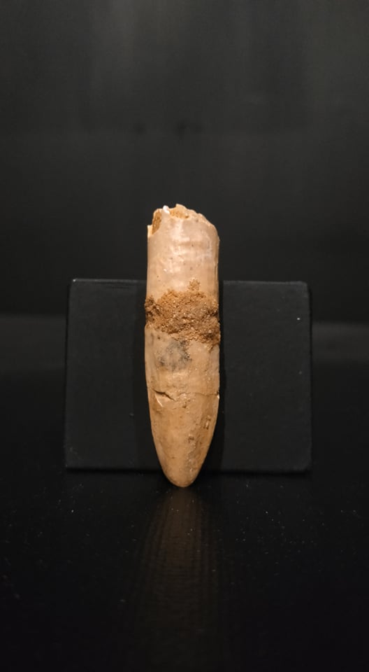 Dent Titanosaurus garasbe 5x1,2 140€ 2.jpg