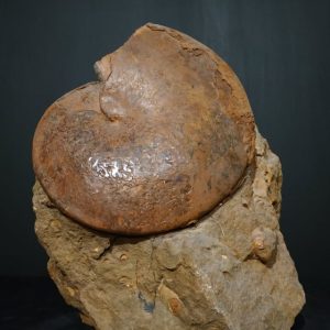 Neoptychites cephalotus Turonien 30x23 400€.jpg