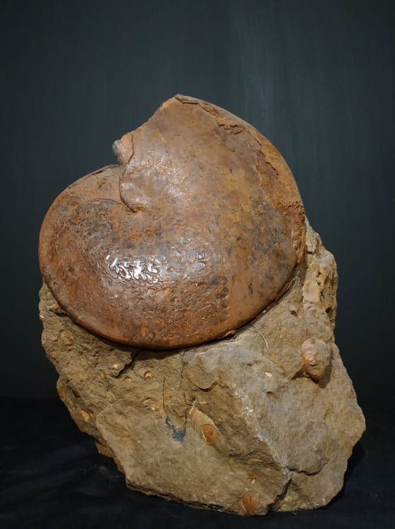 Neoptychites cephalotus Turonien 30x23 400€.jpg