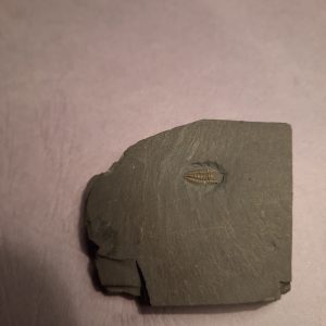 Triarthrus eatoni 1.jpg