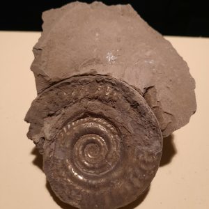 ammonite avec gangue un peu abimée.jpg