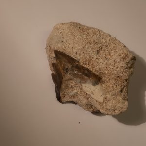 dent de dorudon 1.jpg