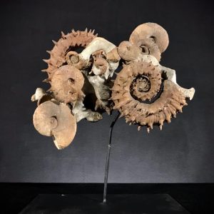 Emericiceras sur socle.jpg