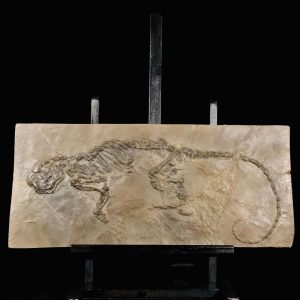 Ailuvarus macrurus Messel.jpg