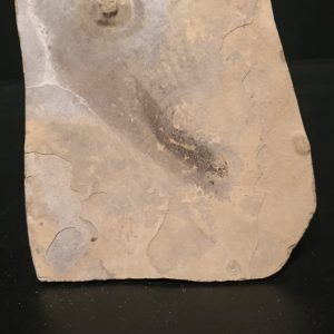 Apateon pedestris Odenheim (Allemagne) Permien Inf 14,9x12.9 100€ 2.jpg