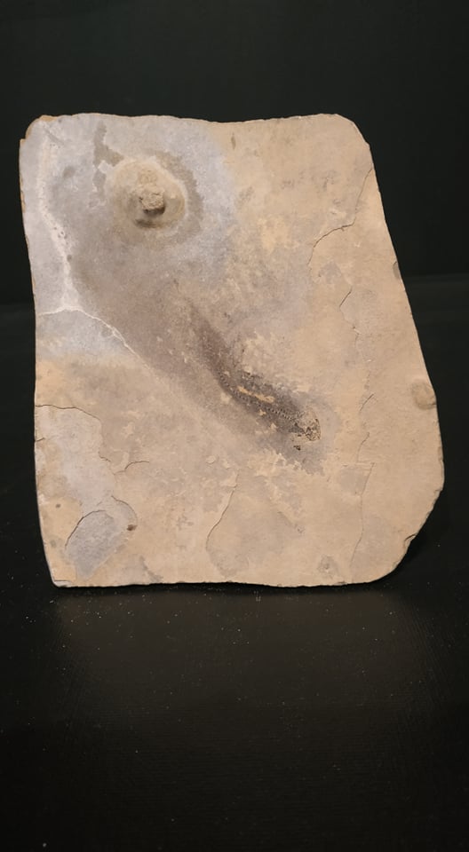 Apateon pedestris Odenheim (Allemagne) Permien Inf 14,9x12.9 100€ 2.jpg