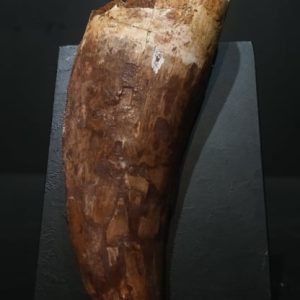 Dent Carcharodontosaurus saharicus reconstituée 10,2x3,8 500€ .jpg