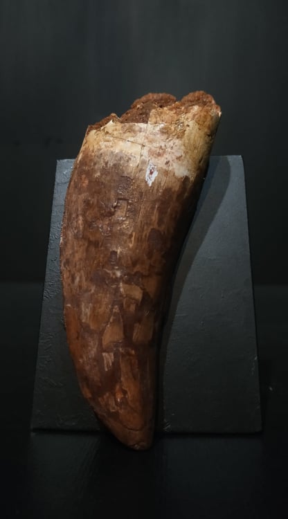 Dent Carcharodontosaurus saharicus reconstituée 10,2x3,8 500€ .jpg