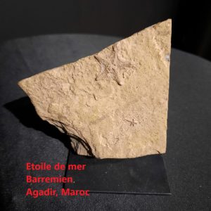 étoile de mer.jpg