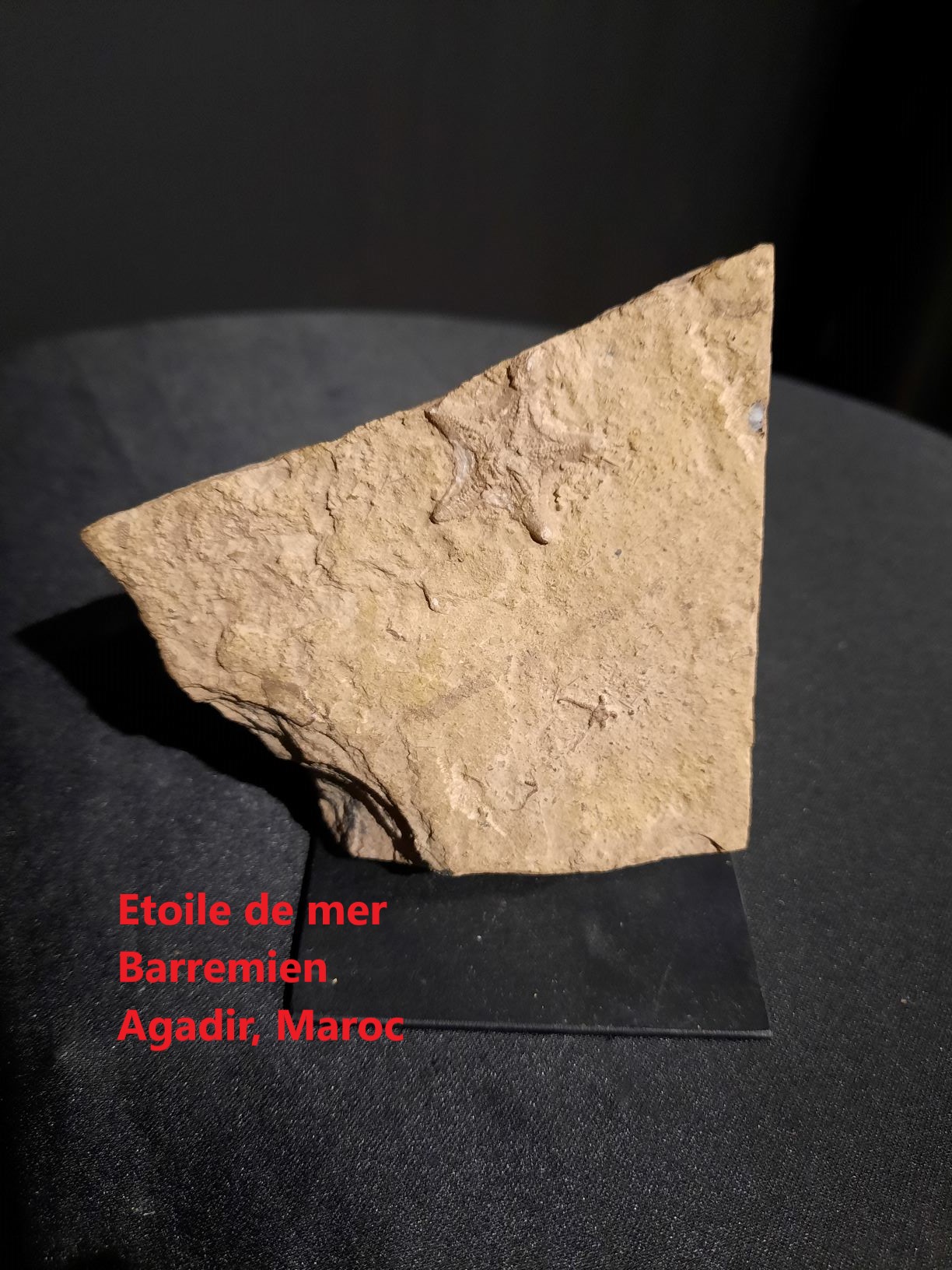 étoile de mer.jpg