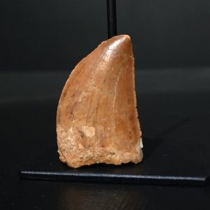 Dent de carcharodontosaurus 3,4x2,2 240€ .jpg