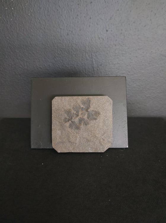 Sphenophyllum 4,9x4,3,1 35€ .jpg