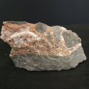 milipède pliocène Baranya county beremend Hongrie 7,5x4,5 350€.jpg