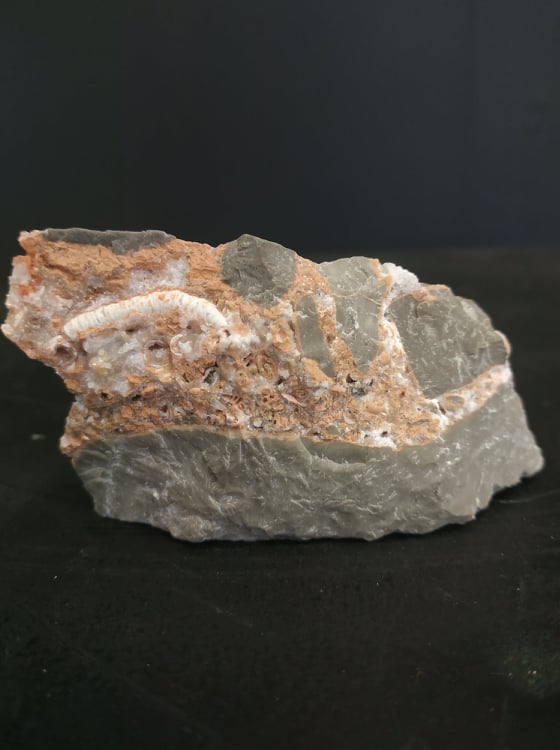 milipède pliocène Baranya county beremend Hongrie 7,5x4,5 350€.jpg