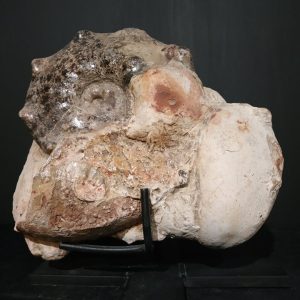 Mammites nodoscrides du Cenomanien (Goulmima, Ma) 25x22 400€.jpg