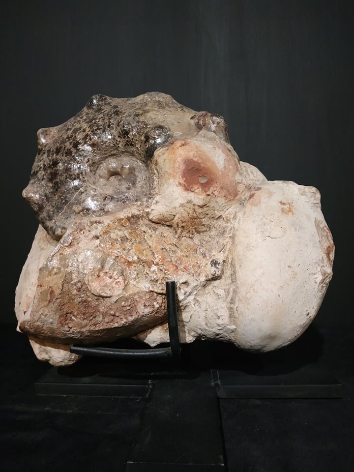 Mammites nodoscrides du Cenomanien (Goulmima, Ma) 25x22 400€.jpg