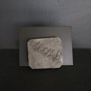 Sphenophyllum 5x4,3 40€ .jpg