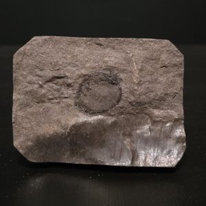 Graine Carbonifère sup Graissessac 6,5x4,6 40€ 2.jpg