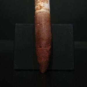 Dent Rebbachisaurus 5,9x1 200€ 2.jpg