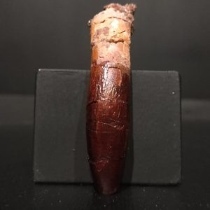 Dent Paralititan stromerlieri 6,1x1,5 250€.jpg