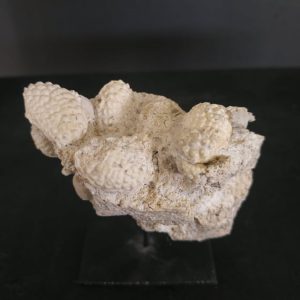 Daira speciosa 6,5x3,5cm Termopil UKR Miocène moyen 0000€.jpg