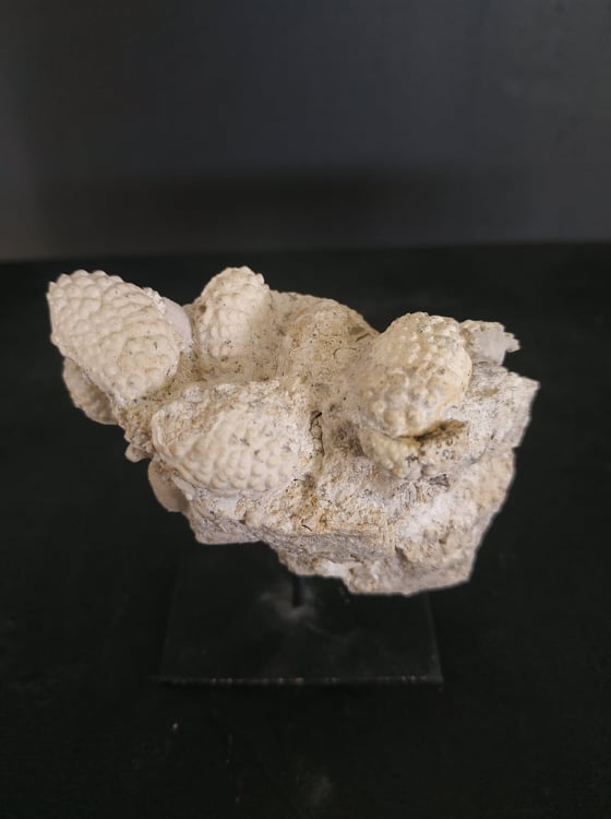 Daira speciosa 6,5x3,5cm Termopil UKR Miocène moyen 0000€.jpg