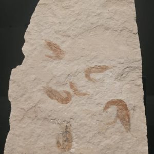 Carpopenaeus callirostris d'Hajoula du Liban 28,2x12,2 180€ 2.jpg