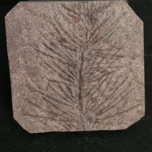 Asterophyllites equisetiformis Stephanien France 4,6x4,6 40€.jpg