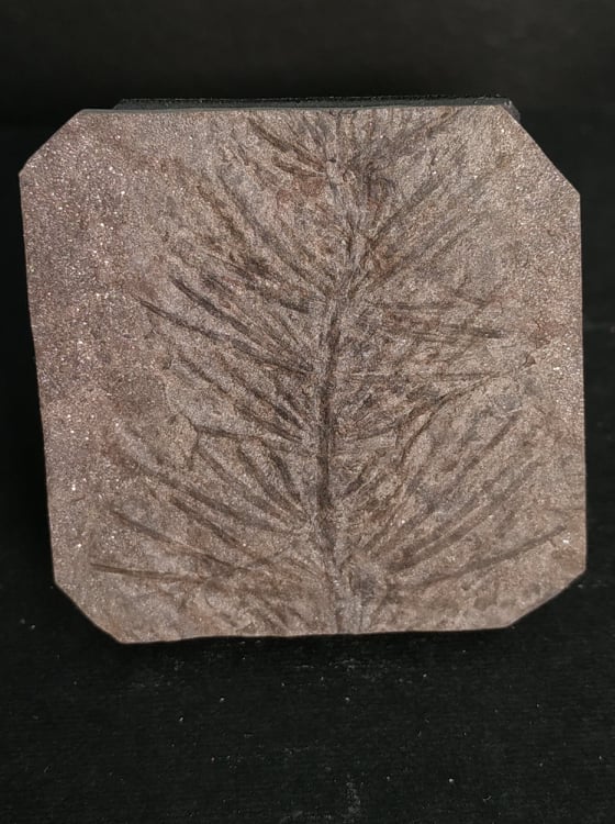 Asterophyllites equisetiformis Stephanien France 4,6x4,6 40€.jpg