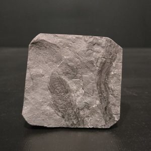 Fructification Carbonifère sup Graissessac 5.5x5.7 40€ 2.jpg