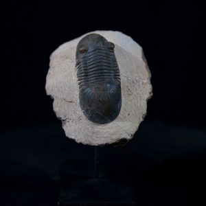 trilo paralejurus.jpg