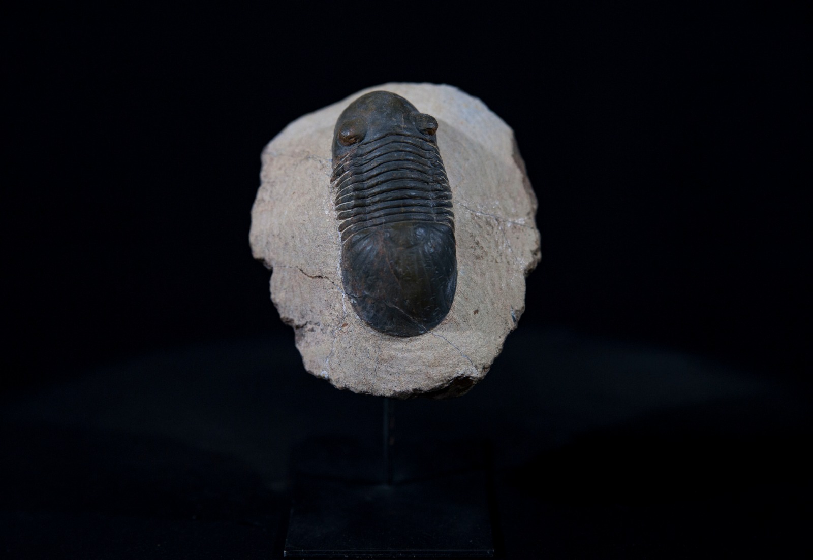 trilo paralejurus.jpg