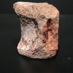 Vertèbre de Redondosaurus 6,5x6,5cm 180€.jpg