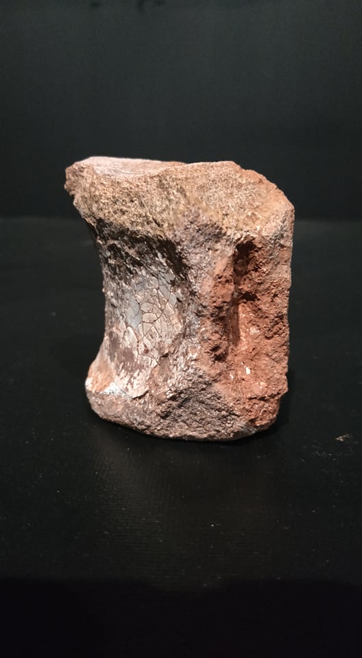 Vertèbre de Redondosaurus 6,5x6,5cm 180€.jpg