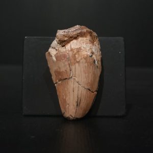 Dent Carcharodontosaurus saharicus 3,6x2,2 150€ .jpg