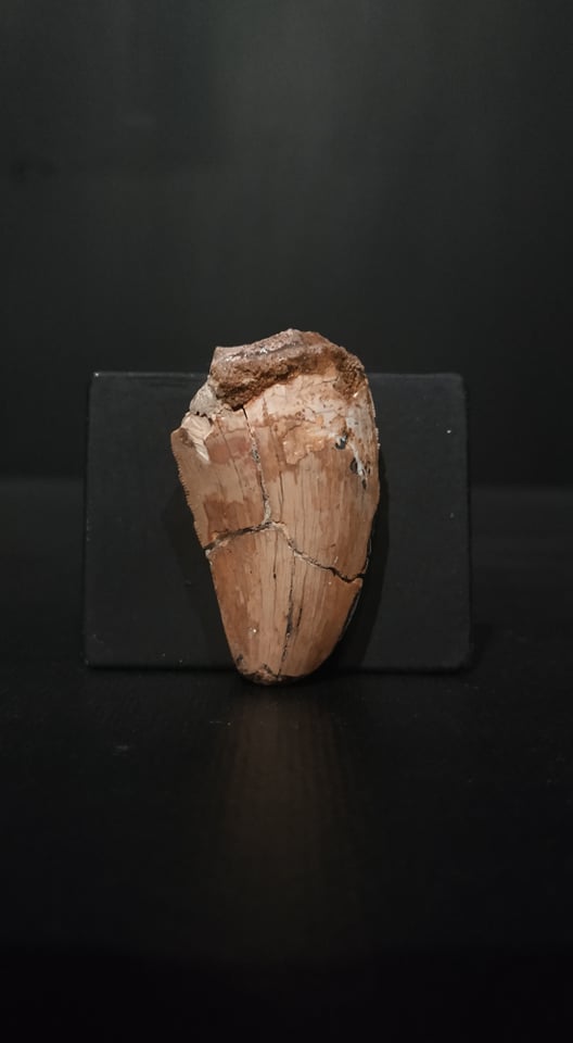 Dent Carcharodontosaurus saharicus 3,6x2,2 150€ .jpg