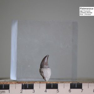 95 - Platecarpus sp.jpg