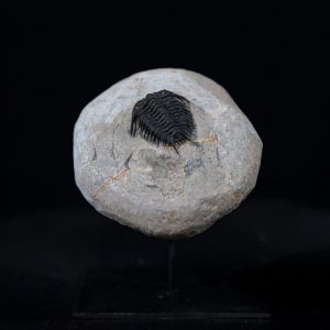 trilo gondwanaspis.jpg