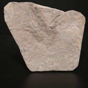 Grallator.sp Jurrassique inf Aveyron 21x18 200€ 2.jpg