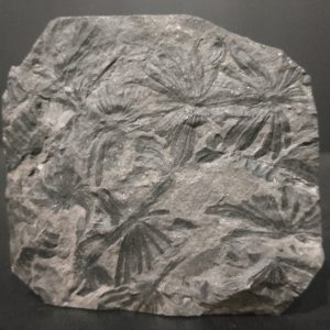 Asterophyllites sp. Graissessac 7,4x7 50€ 2.jpg