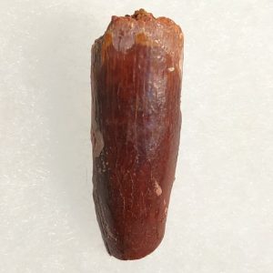 Titanosaurus garasbe Crétacé supérieur 3x1 140€.jpg