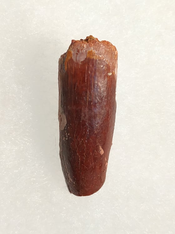 Titanosaurus garasbe Crétacé supérieur 3x1 140€.jpg