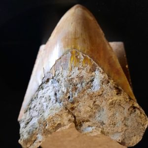 dent carcha indo 700.jpg