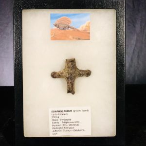 apophise vertèbre dorsale d'Edaphosaurus