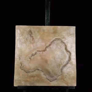moulage paleopython sp. messel.jpg