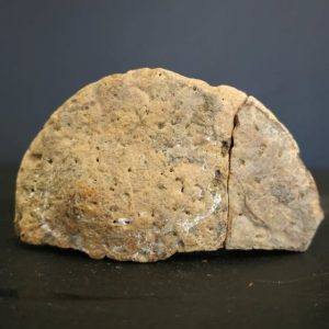 Euoplocephalus 8,2x4,5 150€ 2.jpg